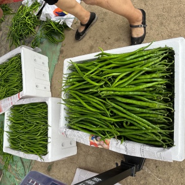 精品:千亩黑条线椒！特辣型！长条果型！品质优良！一手货源