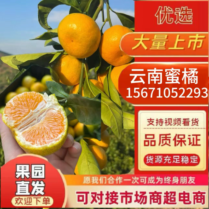 云南高山蜜橘口感纯甜皮薄肉厚无核无籽清甜化渣
