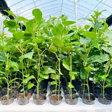 百香果苗纯甜钦密9号黄色百香果树苗嫁接苗爬藤超大超甜