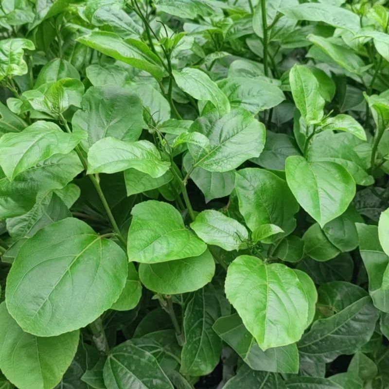 百香果苗纯甜钦密9号黄色百香果树苗嫁接苗爬藤超大超甜