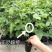 百香果苗纯甜钦密9号黄色百香果树苗嫁接苗爬藤超大超甜