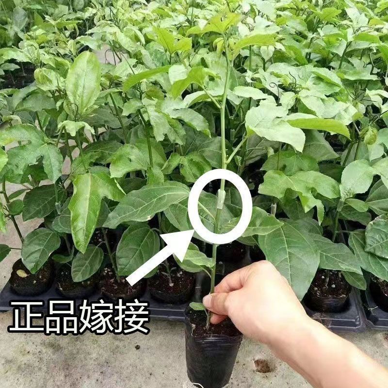 百香果苗纯甜钦密9号黄色百香果树苗嫁接苗爬藤超大超甜
