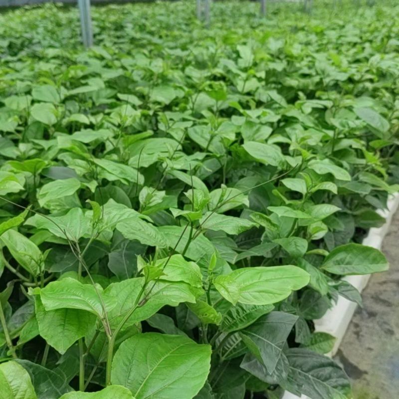 百香果苗纯甜钦密9号黄色百香果树苗嫁接苗爬藤超大超甜