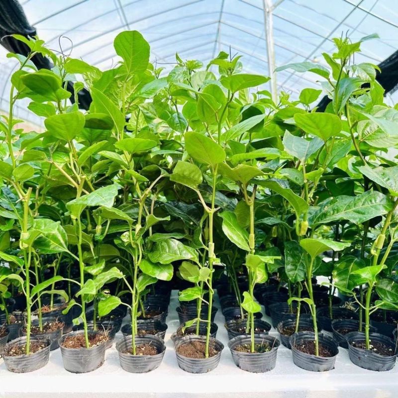 百香果苗纯甜钦密9号黄色百香果树苗嫁接苗爬藤超大超甜