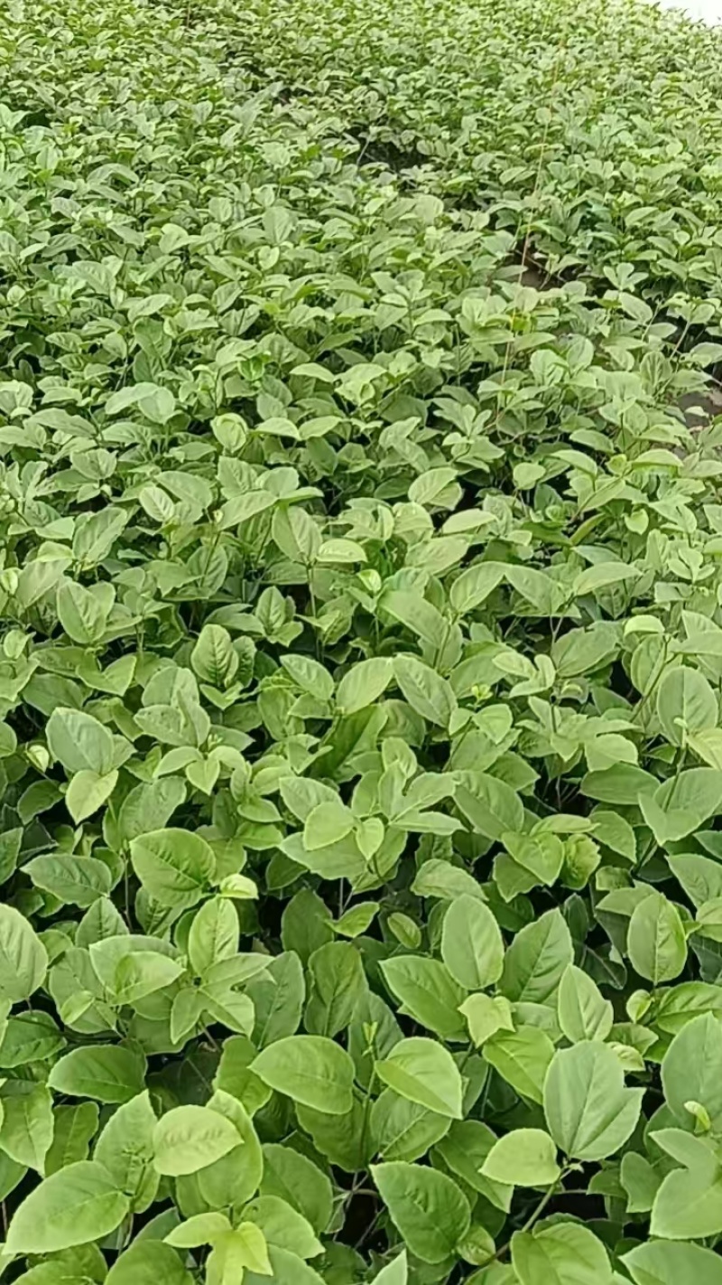 百香果苗纯甜钦密9号黄色百香果树苗嫁接苗爬藤超大超甜