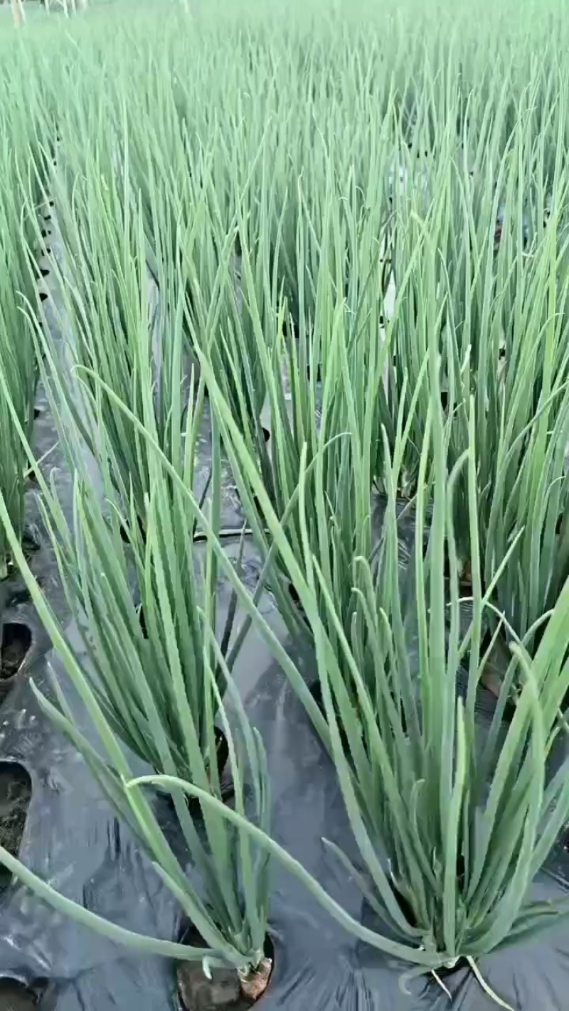 精品小葱，火葱，基地大量现货直发，保质保量价格实惠