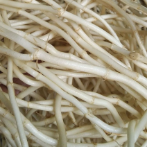 湖北宜昌嫩根鱼腥草折耳根新鲜现挖节节根量大价优