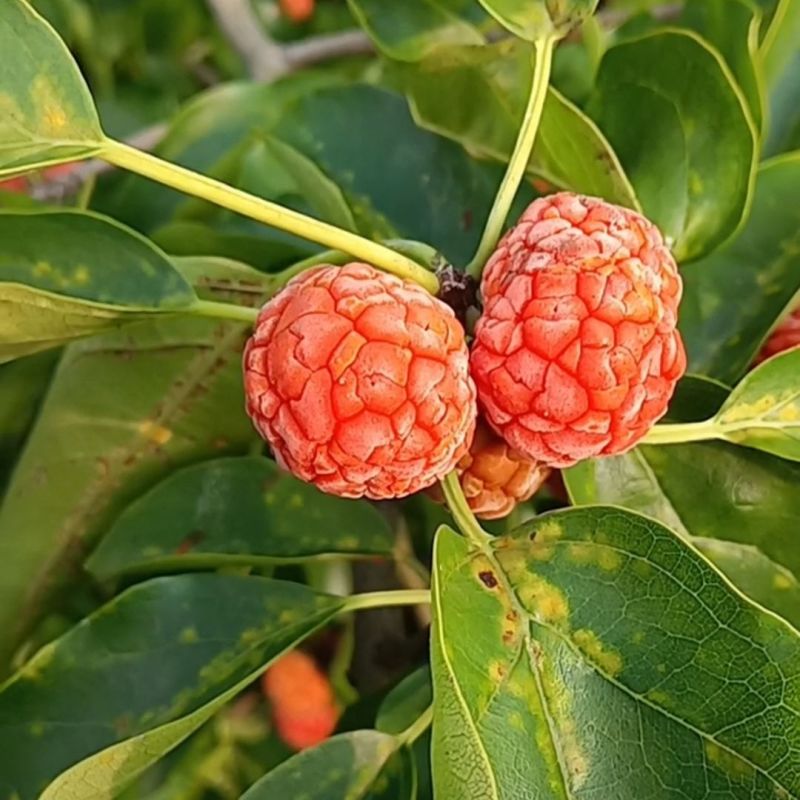纯野生柘果