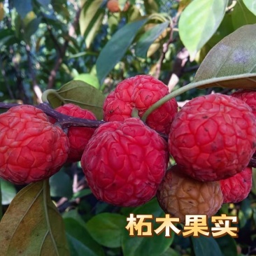 纯野生柘果