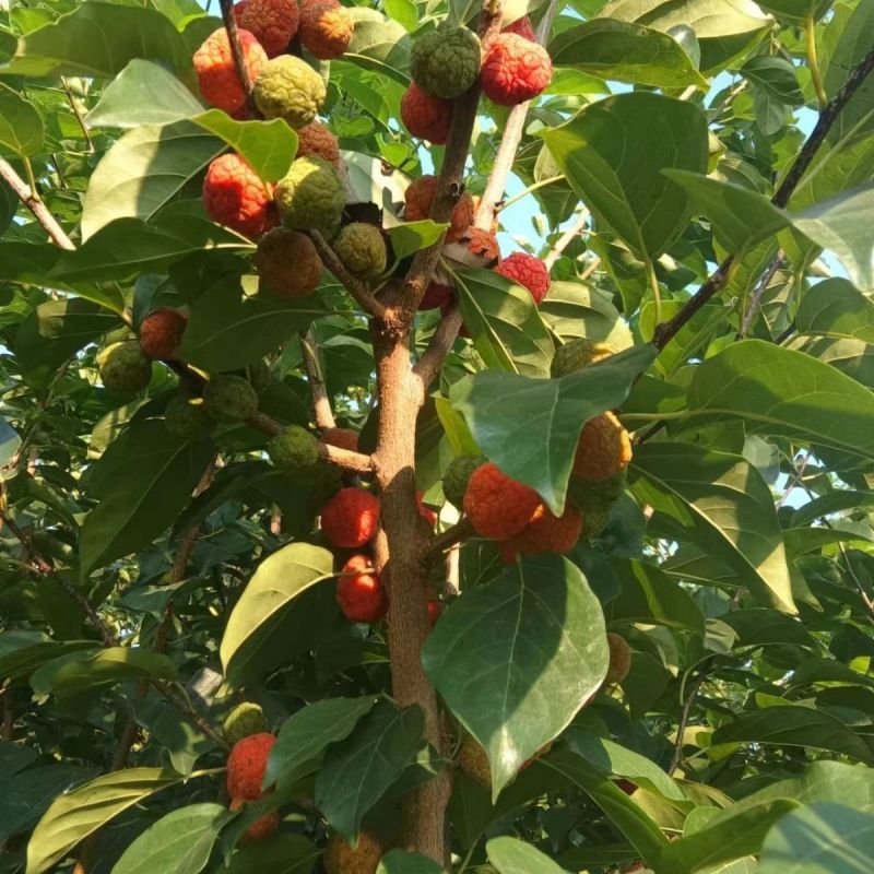 纯野生柘果