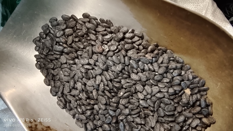 淡豆豉干货中药材用量大从优常年经营各种中药材