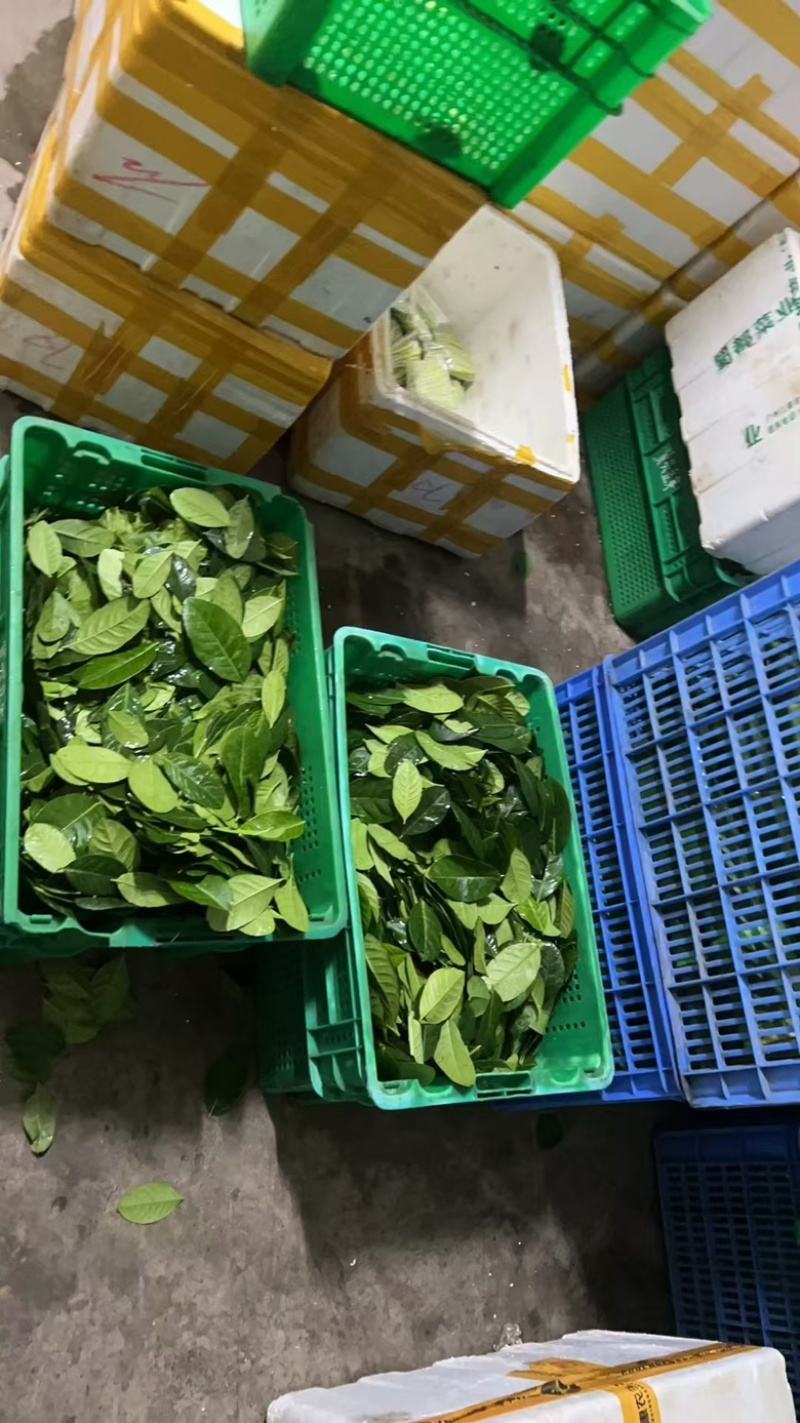 新鲜采摘柠檬叶当天现摘现发供应全国欢迎咨询！