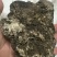 黑龙涎香-价格面议