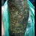 黑龙涎香-价格面议