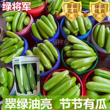 西葫芦种子早春油绿瓜条高产抗病毒早熟进口角瓜种子