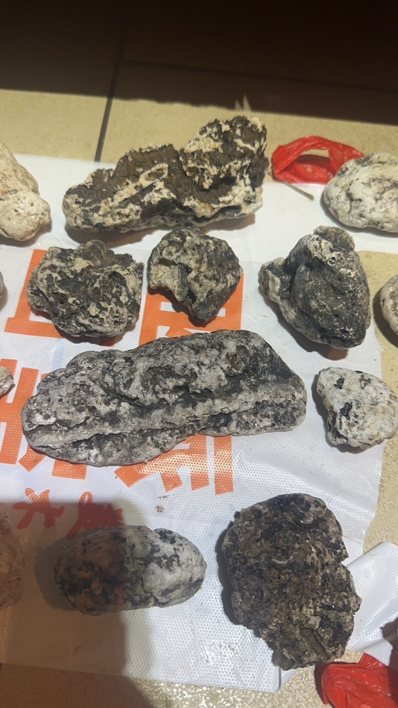 黑龙涎香-价格面议