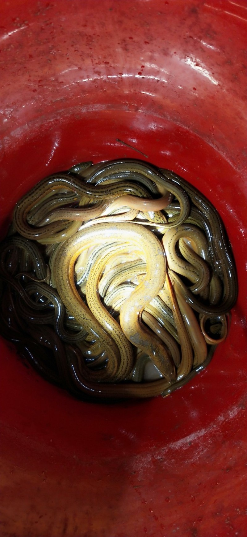 黄鳝