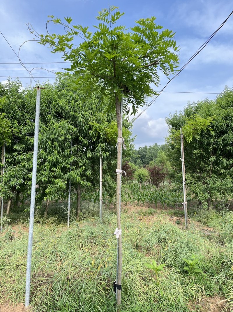 紫藤花树苗多少钱一棵-商品批发价格