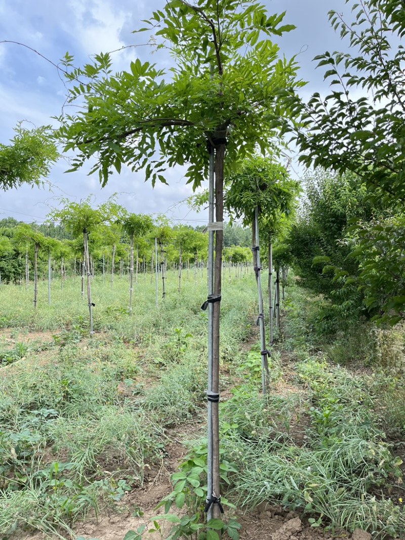 紫藤花树苗多少钱一棵-商品批发价格
