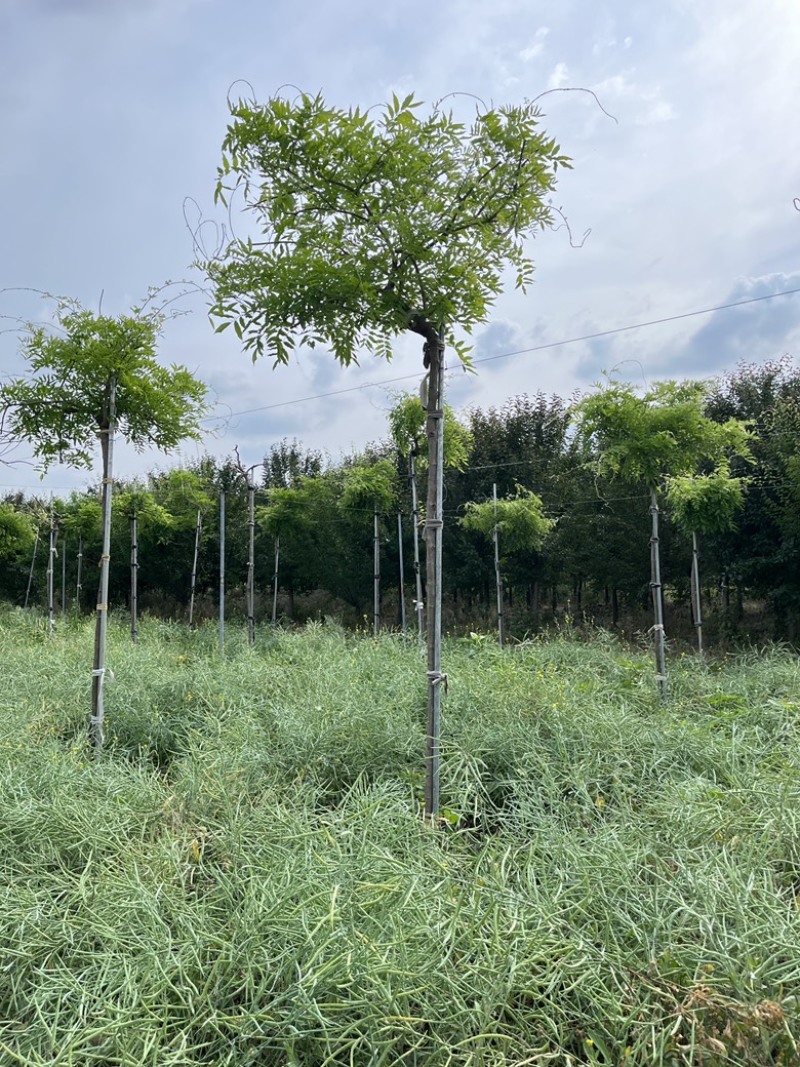 紫藤花树苗多少钱一棵-商品批发价格