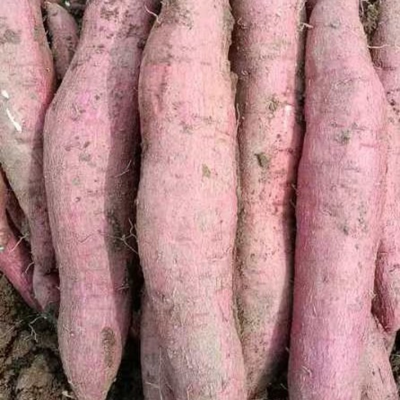 窖藏秦薯五号板栗薯大量出货中，条形好，颜色红，无畸形。