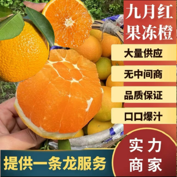 【九月红】湖北脐橙果冻橙产地直发对接电商团购各大市场
