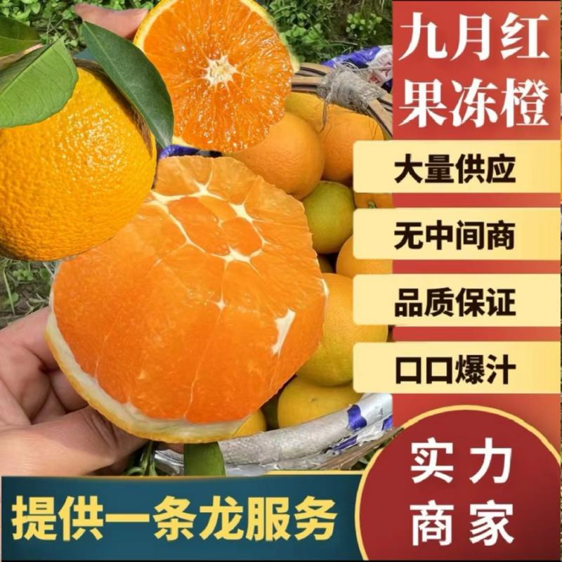【九月红】湖北脐橙果冻橙产地直发对接电商团购各大市场