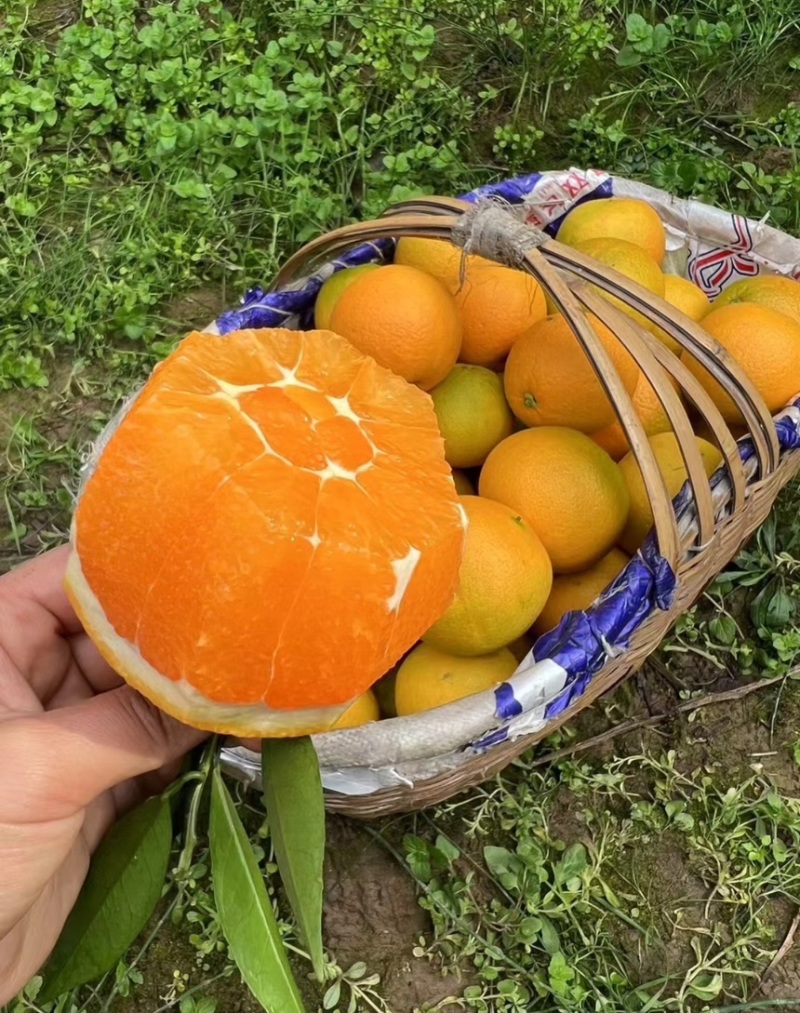 【九月红】湖北脐橙果冻橙产地直发对接电商团购各大市场