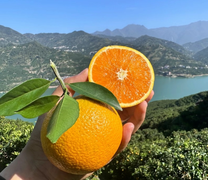 【九月红】湖北脐橙果冻橙产地直发对接电商团购各大市场