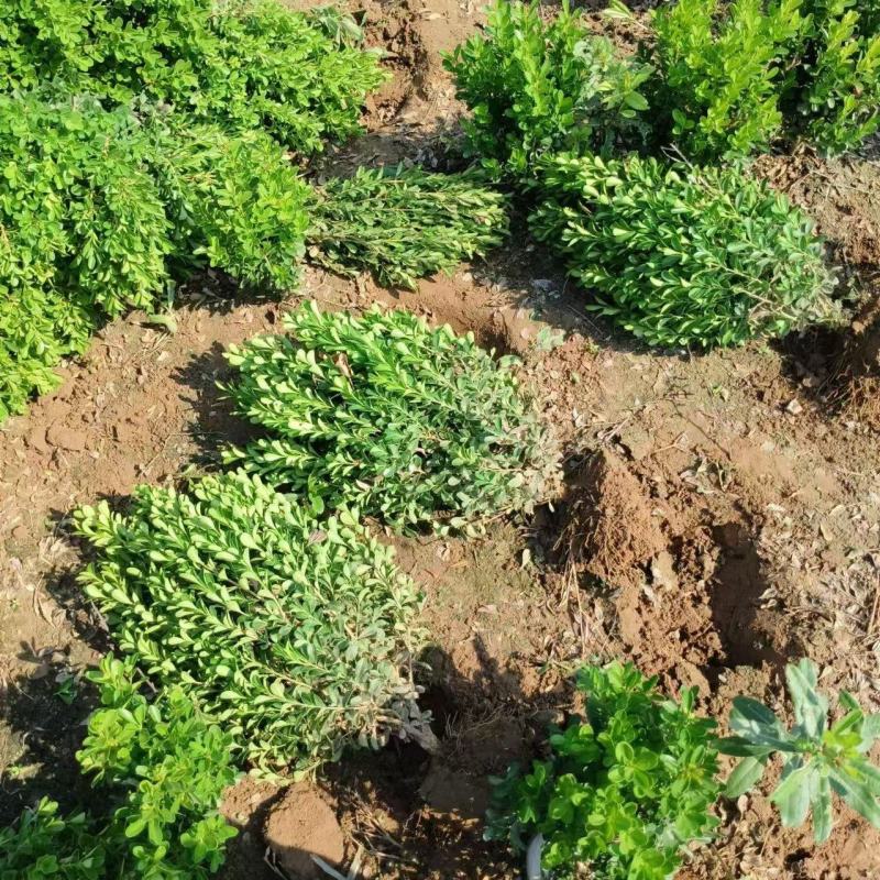 小叶黄杨大量供应基地直发，量大从优，各种规格齐全。