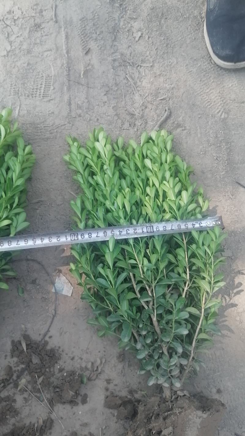 小叶黄杨大量供应基地直发，量大从优，各种规格齐全。