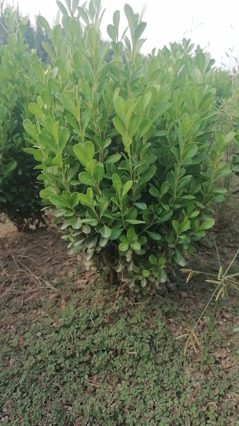小叶黄杨大量供应基地直发，量大从优，各种规格齐全。