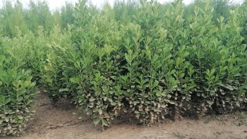 小叶黄杨大量供应基地直发，量大从优，各种规格齐全。