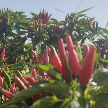 英皇新一代