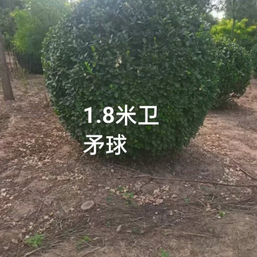 卫矛球大量供应，一手货源，量大从优，各种规格都有