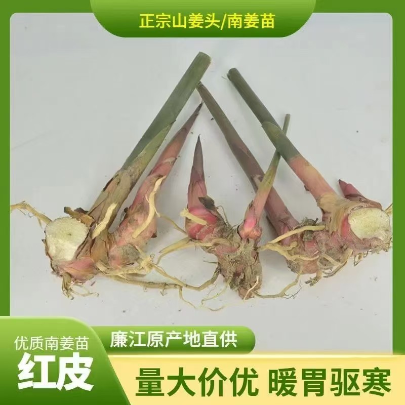 优质南姜苗，产地直供，货源保证，量大价优，欢迎来电合作