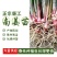 优质南姜苗，产地直供，货源保证，量大价优，欢迎来电合作