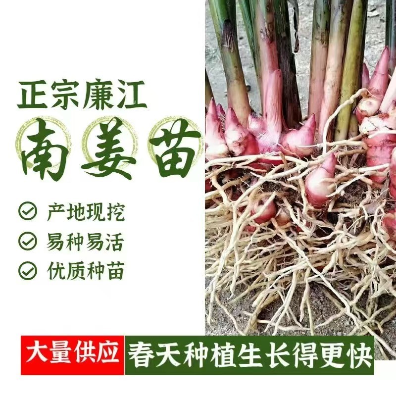 优质南姜苗，产地直供，货源保证，量大价优，欢迎来电合作