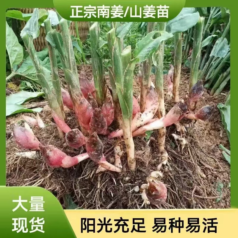 优质南姜苗，产地直供，货源保证，量大价优，欢迎来电合作
