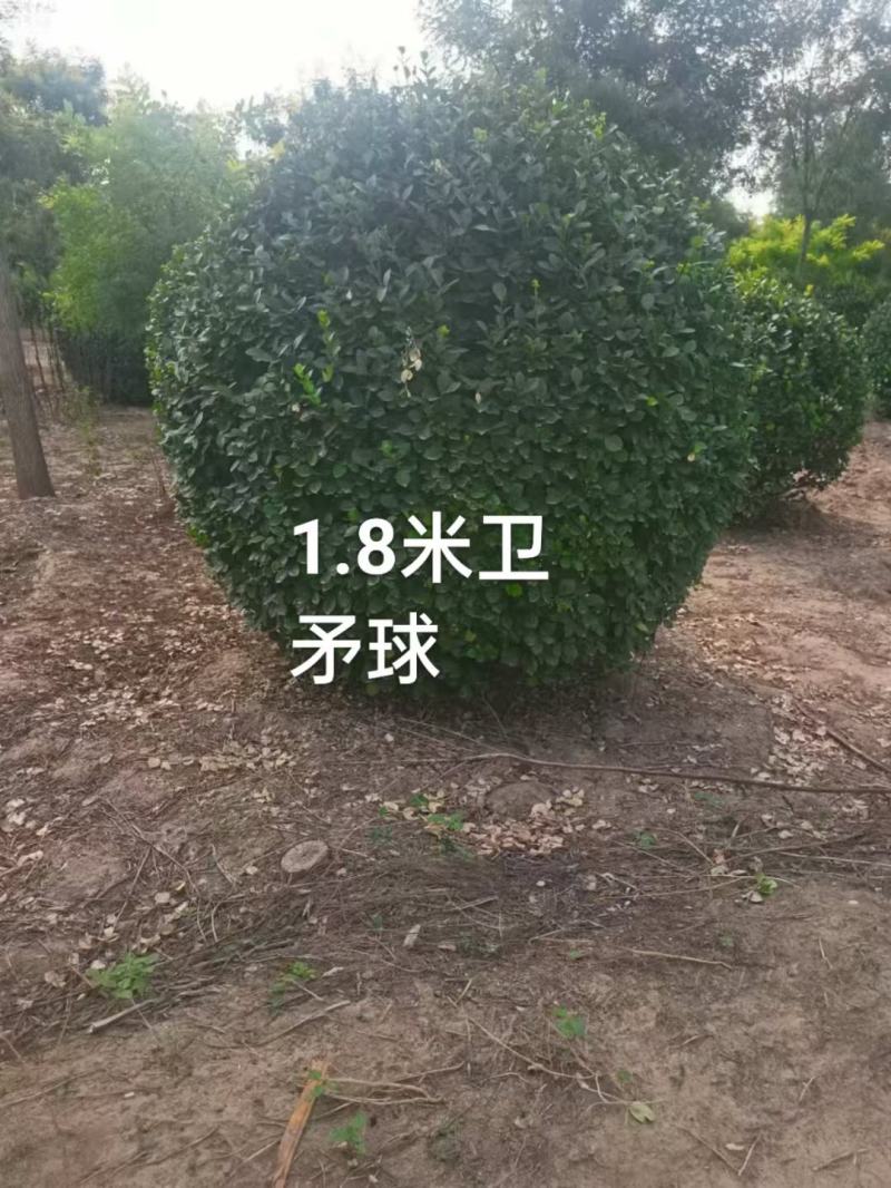 卫矛球大量供应，一手货源，量大从优，各种规格都有