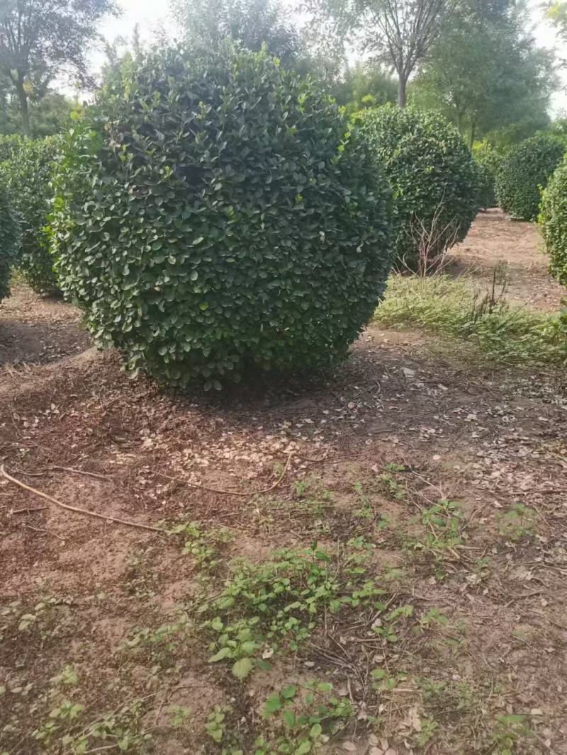 卫矛球大量供应，一手货源，量大从优，各种规格都有