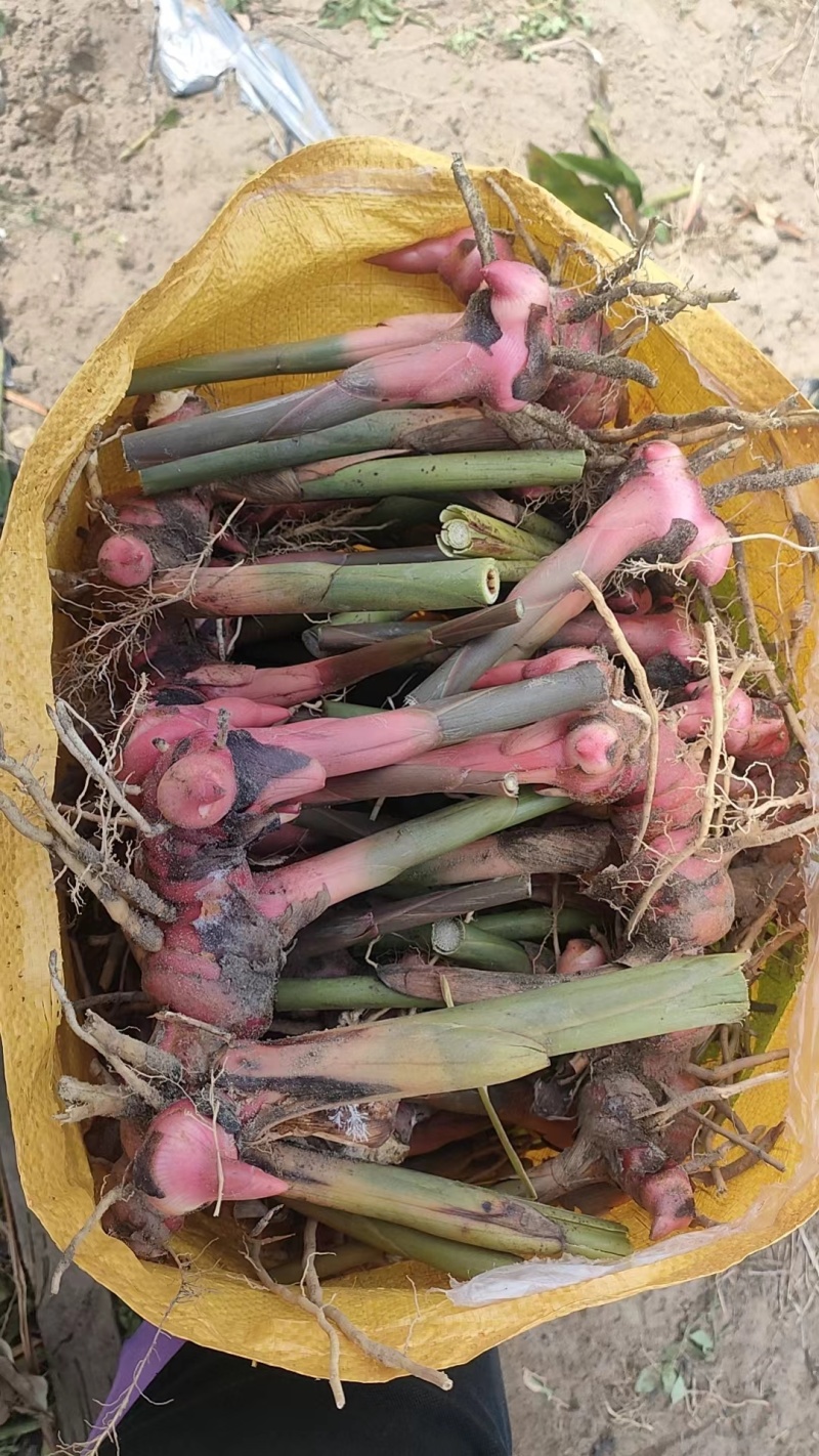 优质南姜苗，产地直供，货源保证，量大价优，欢迎来电合作