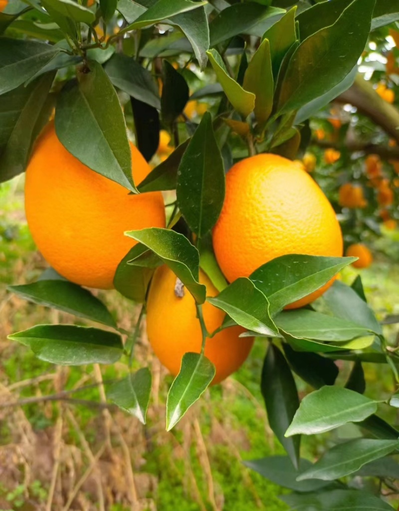 【长虹脐橙】湖北橙子纽荷尔产地现采现发欢迎咨询