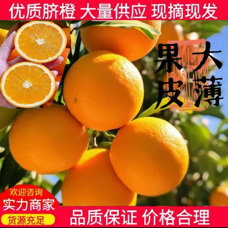 【纽荷尔脐橙】湖北橙子大量上市果园看货现采现发