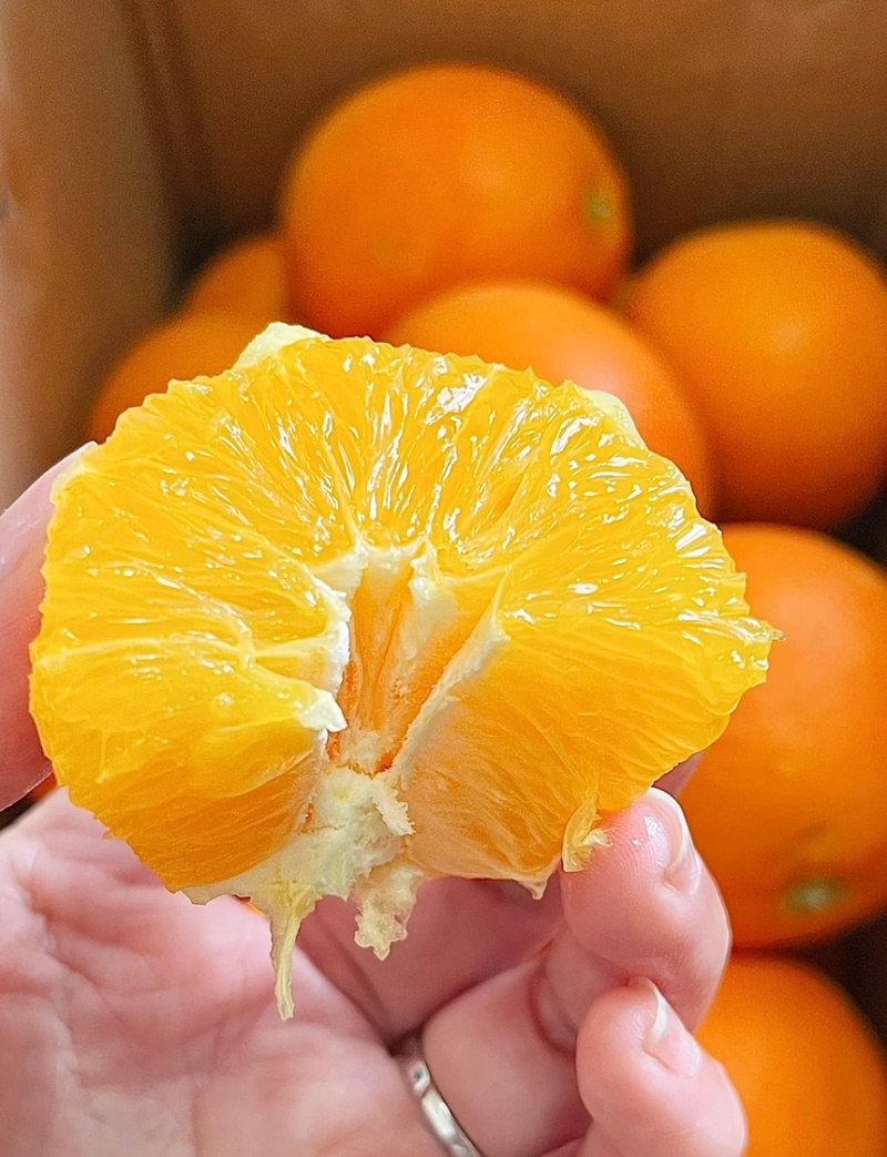 【纽荷尔脐橙】湖北橙子大量上市果园看货现采现发