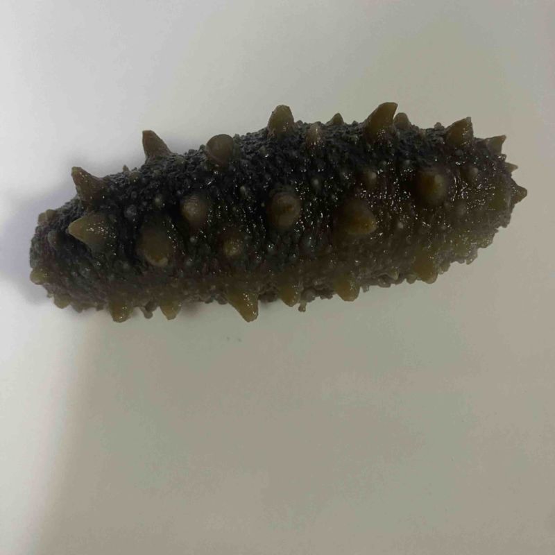 鲜食海参