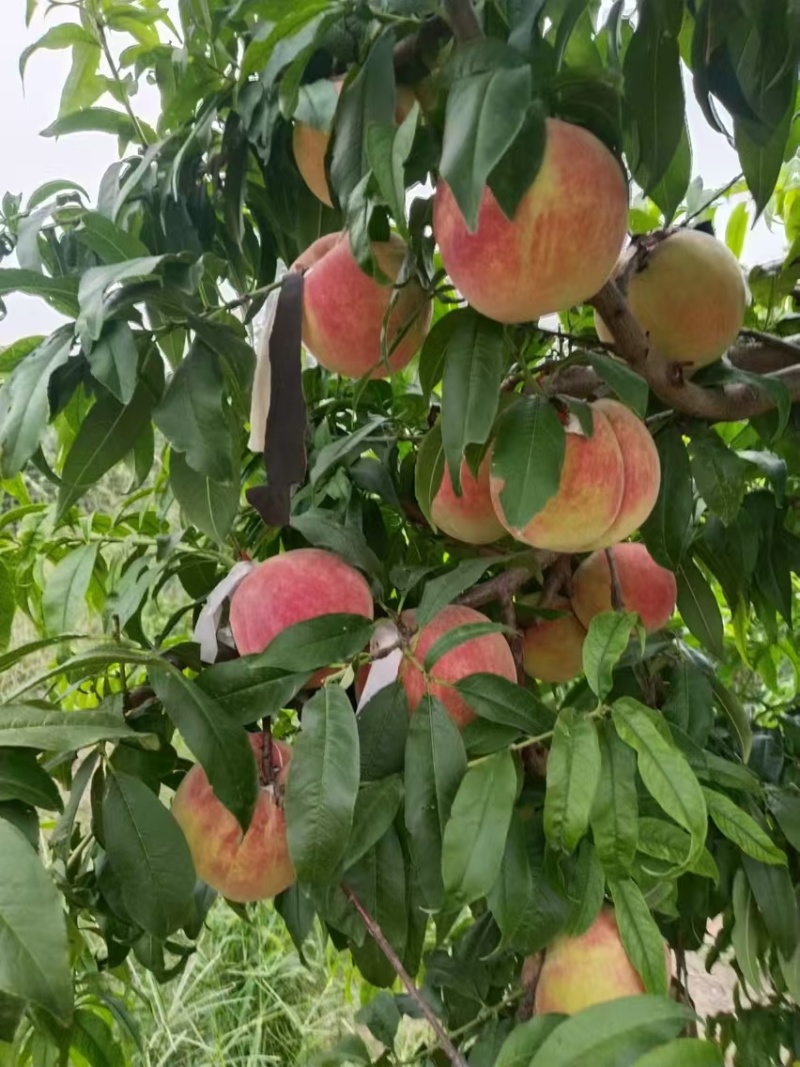 秋甜离核毛桃，突围永链蜜金秋红蜜迎霜红冬雪蜜桃