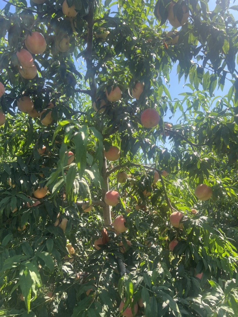 秋甜离核毛桃，突围永链蜜金秋红蜜迎霜红冬雪蜜桃