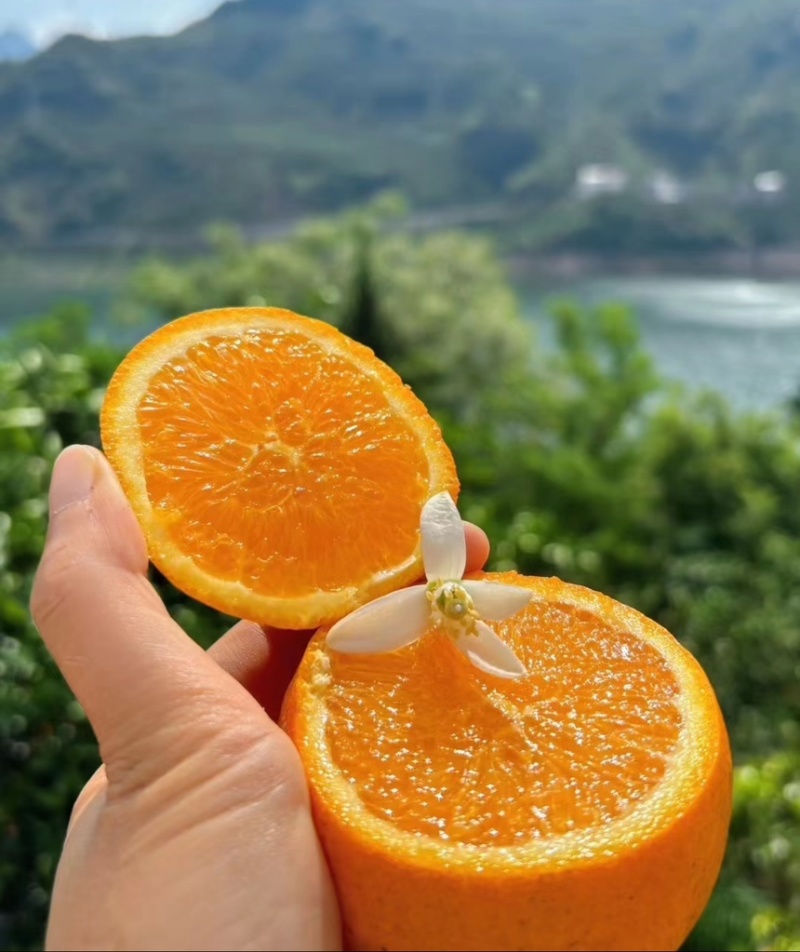 【伦晚脐橙】湖北脐橙大量有货一手货源欢迎咨询