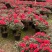 红宝石杜鹃花盆栽花卉
